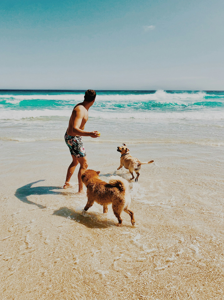 Man playing fetch with two dogs on a sunny beach